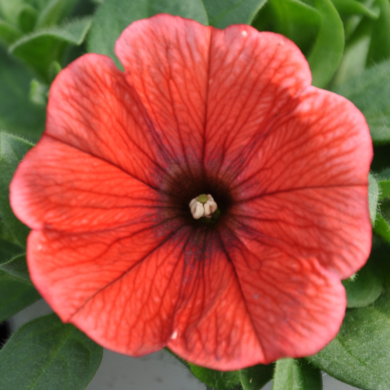 Petunia potunia corail